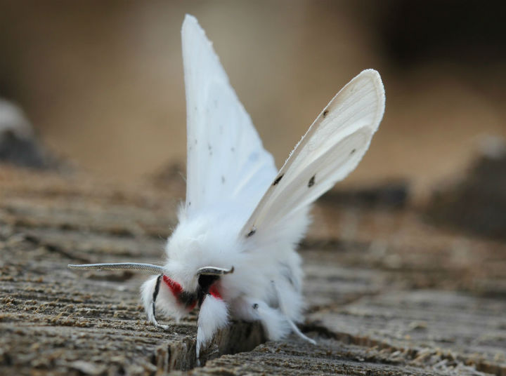 Tiger Moth